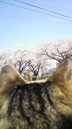 桜を見るねこ・・・こいしちゃん★