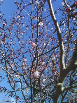 桜まつり