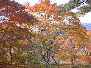 桜山公園の散策・・・紅葉