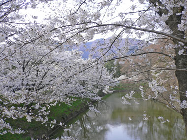 上田城址公園の桜・・・♪