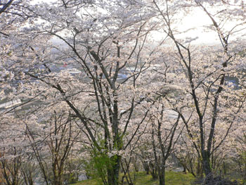 城山公園の桜・・・♪