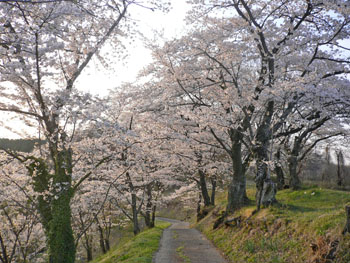 城山公園の桜・・・♪