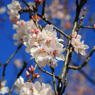 高崎城址公園のおかめ桜＆高崎市役所前の小彼岸桜