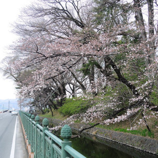 高崎城址お堀のソメイヨシノが咲き始めました。