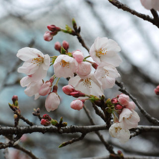 高崎城址お堀のソメイヨシノが咲き始めました。