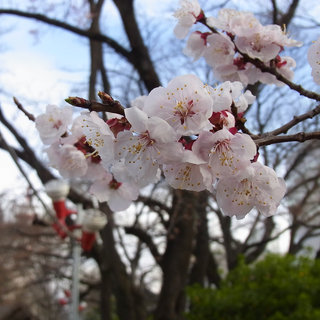 お散歩写真　高崎街中は花咲く街になりつつあります。