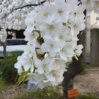 お散歩写真　南小の桜