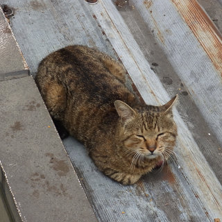 お散歩写真　高崎駅西口ペデストリアンデッキの猫ちゃん　２