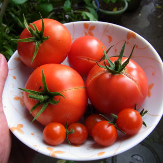 我が家の家庭菜園2015　今朝の収穫　中玉トマト・ミニトマト２