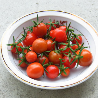 我が家の家庭菜園2015　今朝の収穫　ミニトマト　
