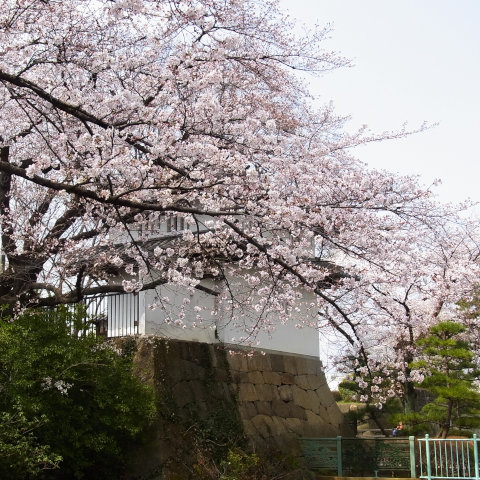 昨日の桜