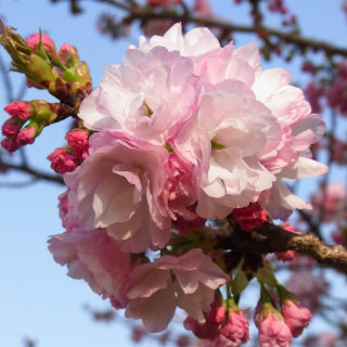 お散歩写真　高崎城址公園の八重桜