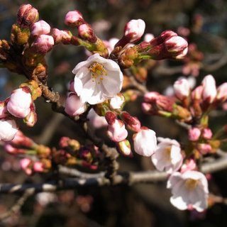 ソメイヨシノが開花したよ。　高崎公園