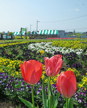鼻高展望花の丘「菜の花祭り」2018 ♪ 鼻高展望花の丘「菜の花祭り」2018 ♪