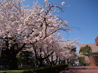 入学式と桜