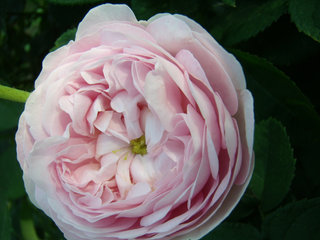 バーラが咲いた♪　　高崎街中も薔薇の季節です。