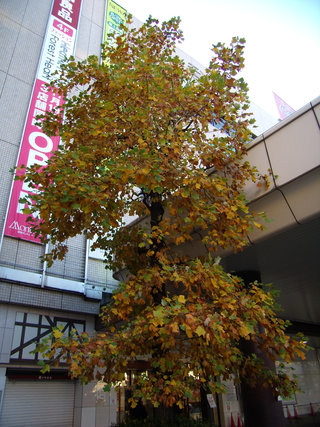 高崎駅西口　達磨の壁画前の黄葉