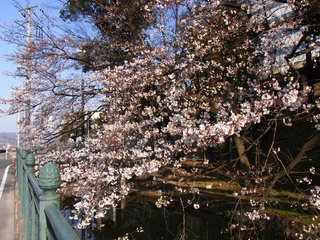 お散歩写真　『三日見ぬ間の桜かな』とはよく云ったもので