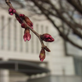 お散歩写真　高崎街中の桜の仲間も蕾が大きくなりました。