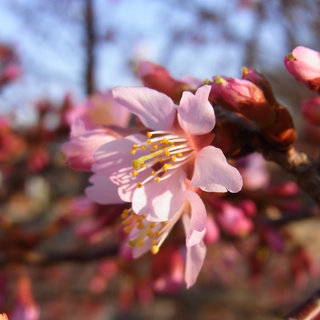 お散歩写真　音楽センター横で桜の仲間が咲きました。