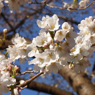 お散歩写真　今朝の高崎公園周辺の桜