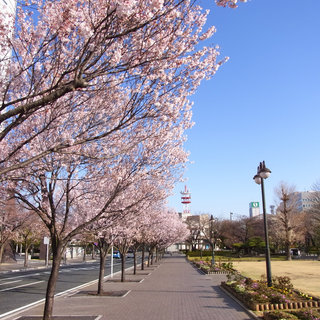 お散歩写真　今朝の高崎公園周辺の桜