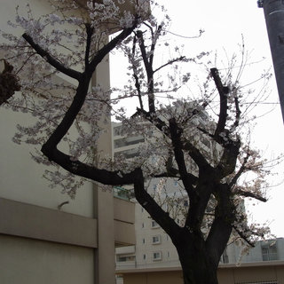 お散歩写真　高崎駅前の南小の桜