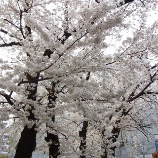 お散歩写真　高崎駅前の南小の桜