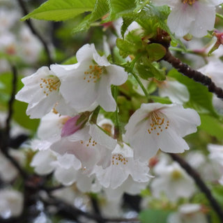 お散歩写真　爆弾低気圧後の高崎公園・お堀の桜