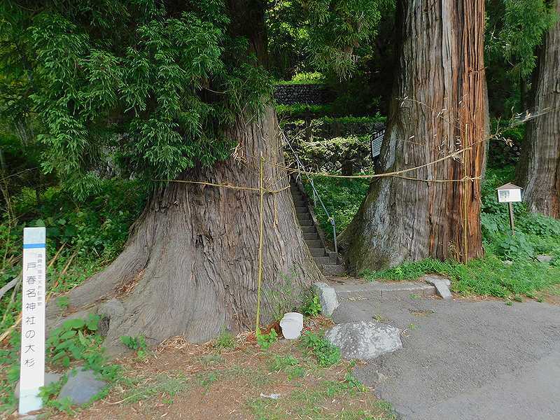 史跡看板散歩-230　戸春名神社の大杉