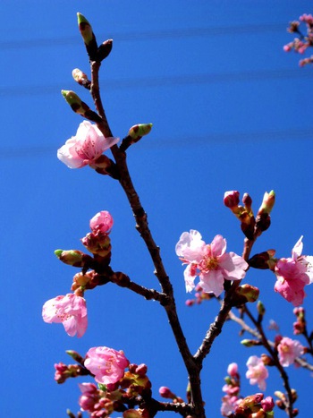 河津桜が見ごろを迎えます♪