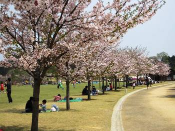 今日の桜景色③～お花見～