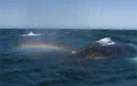 潮吹きをして美しい虹を空に架けるクジラ