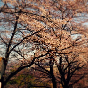 安中　桜並木