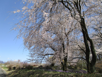 安中市観光公園の枝垂れ桜