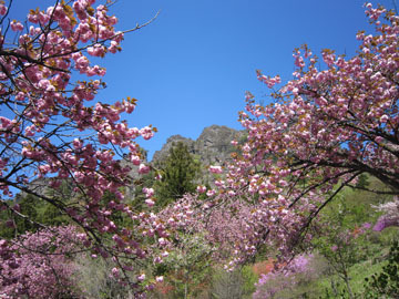 「さくらの里」・八重桜