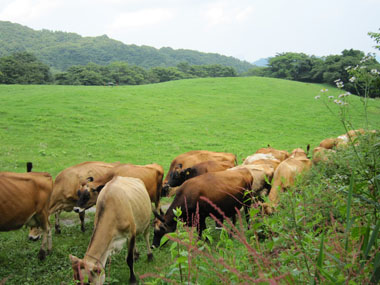 　神津牧場の牛たち