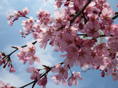 仁叟寺の桜