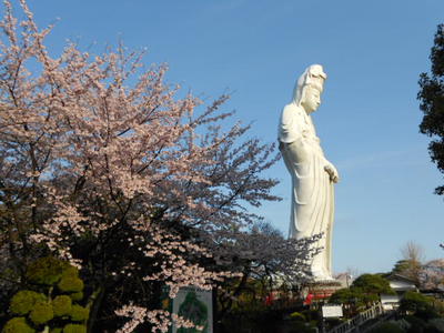 群馬で撮った桜の写真　一挙公開！