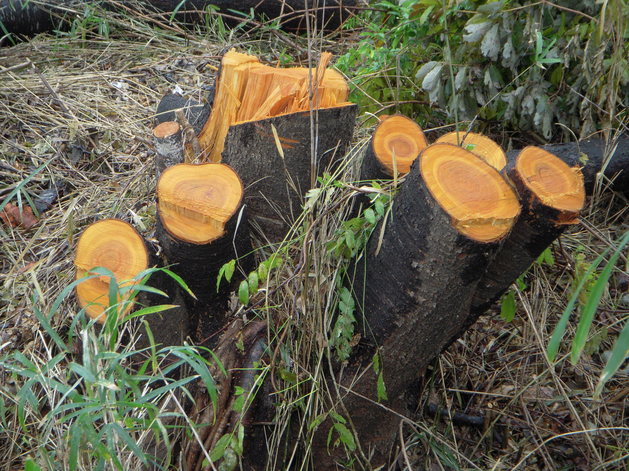 薪の原木現場