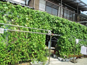 渋川市内のグリーンカーテン