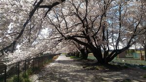 桜満開ドライブ