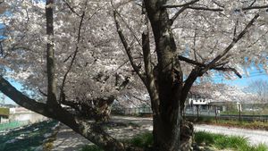 素晴らしき満開の桜に囲まれて