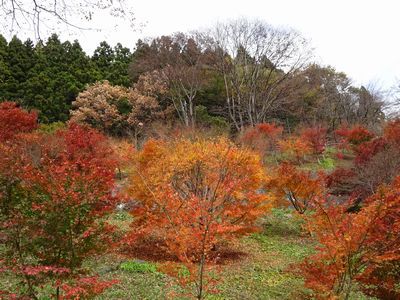 軽井沢の「落ち葉紅葉」
