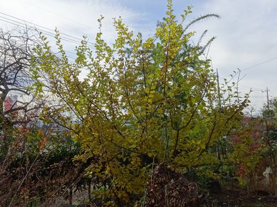 ロウバイの開花とナンジャモンジャの黄葉