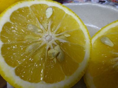 「謎の柑橘」でポン酢作り