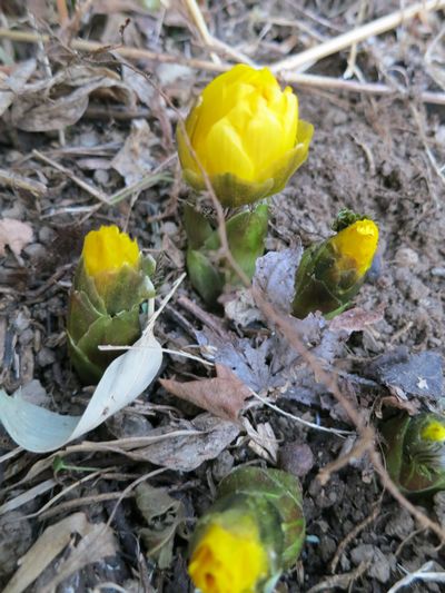 福寿草の開花