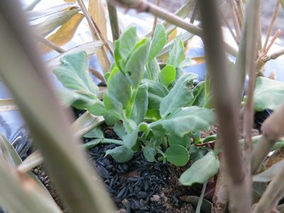 福寿草の開花