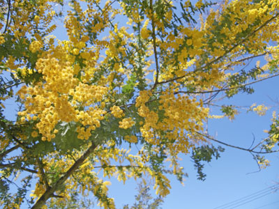 前橋 敷島公園のお花見