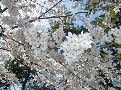 前橋 敷島公園のお花見